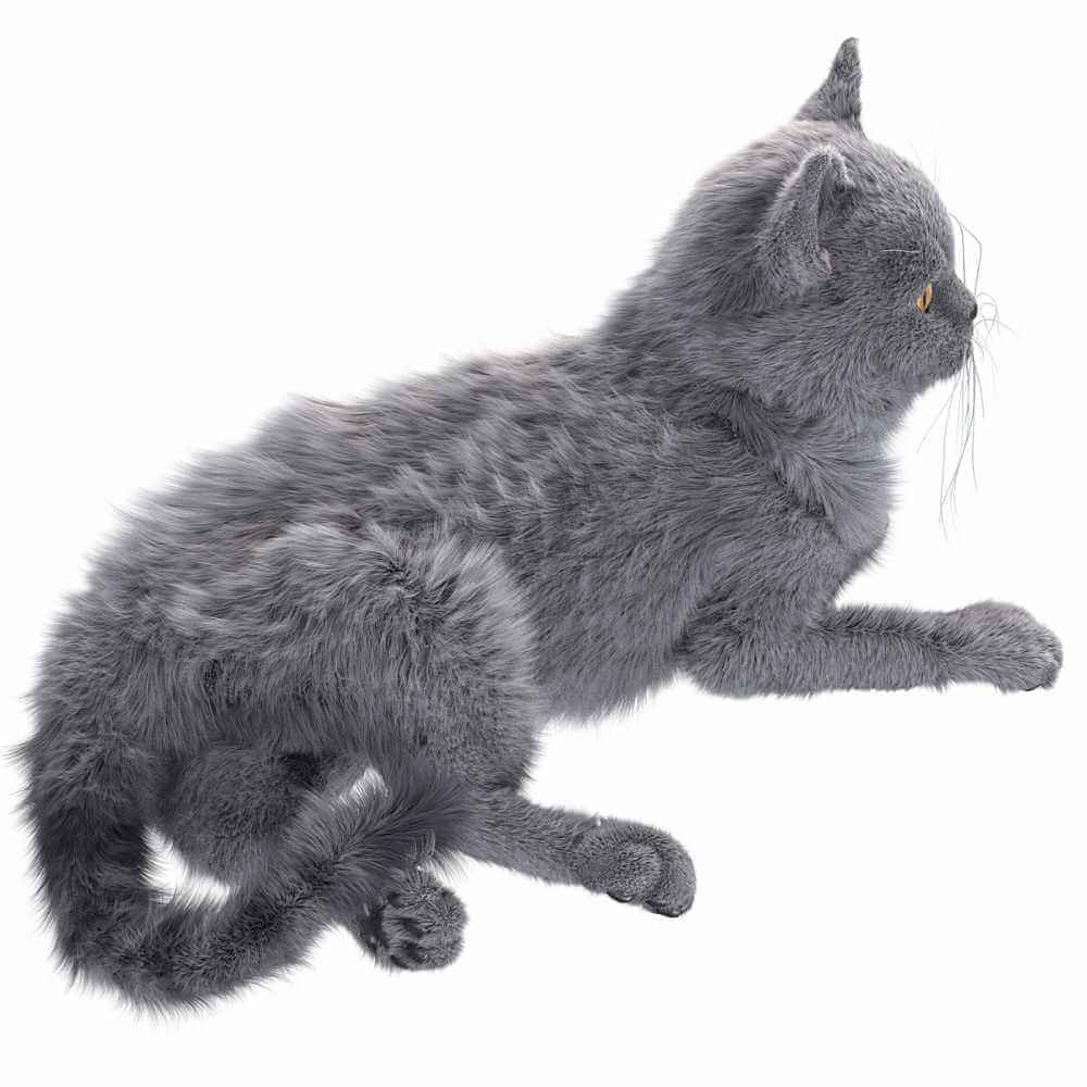 灰猫3D模型（OBJ,FBX,MAX）