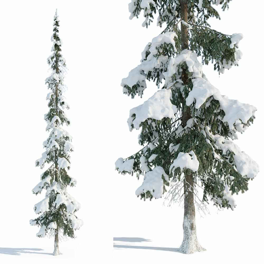 被雪覆盖的云杉树3D模型（FBX,MAX）