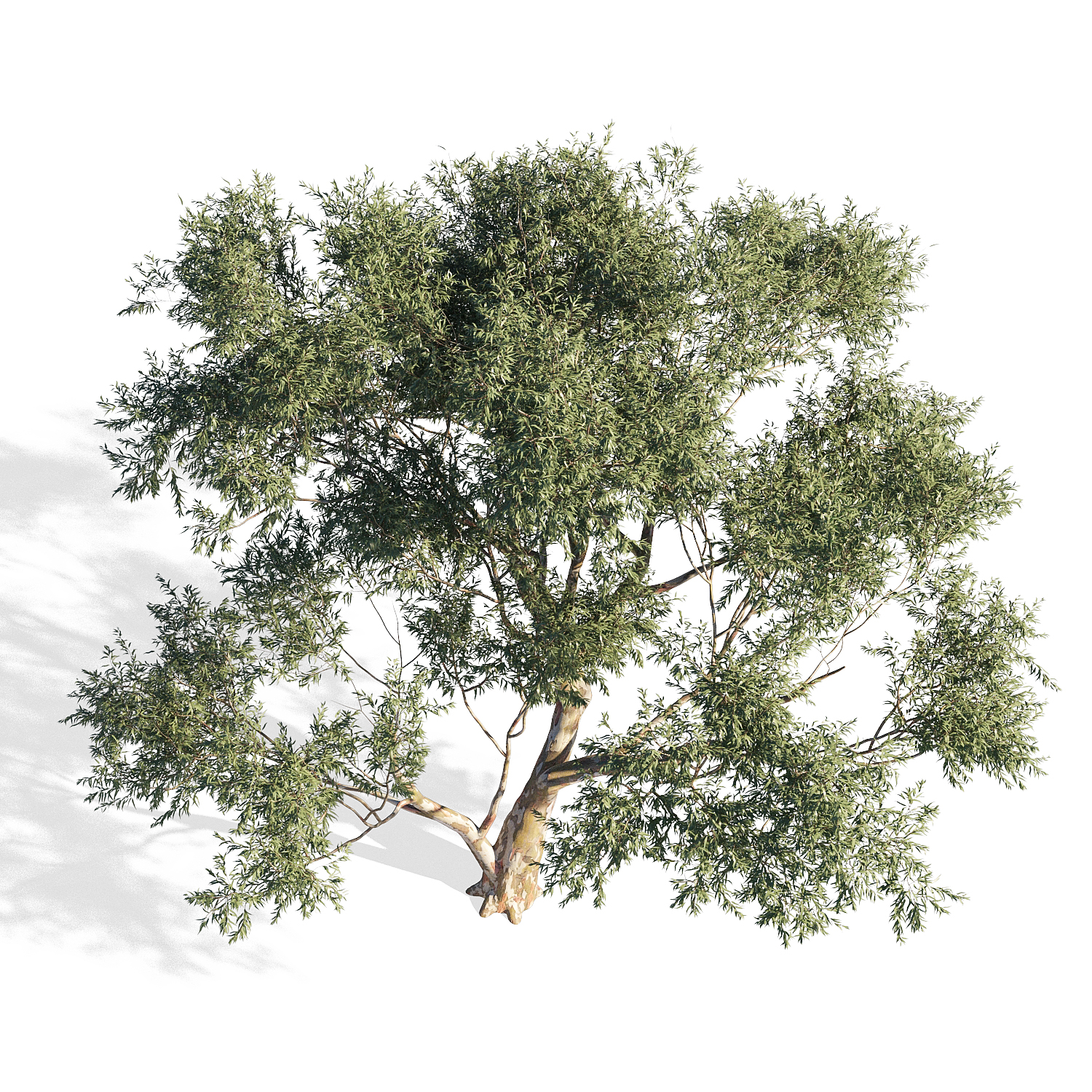桉树3D模型(FBX,MAX)