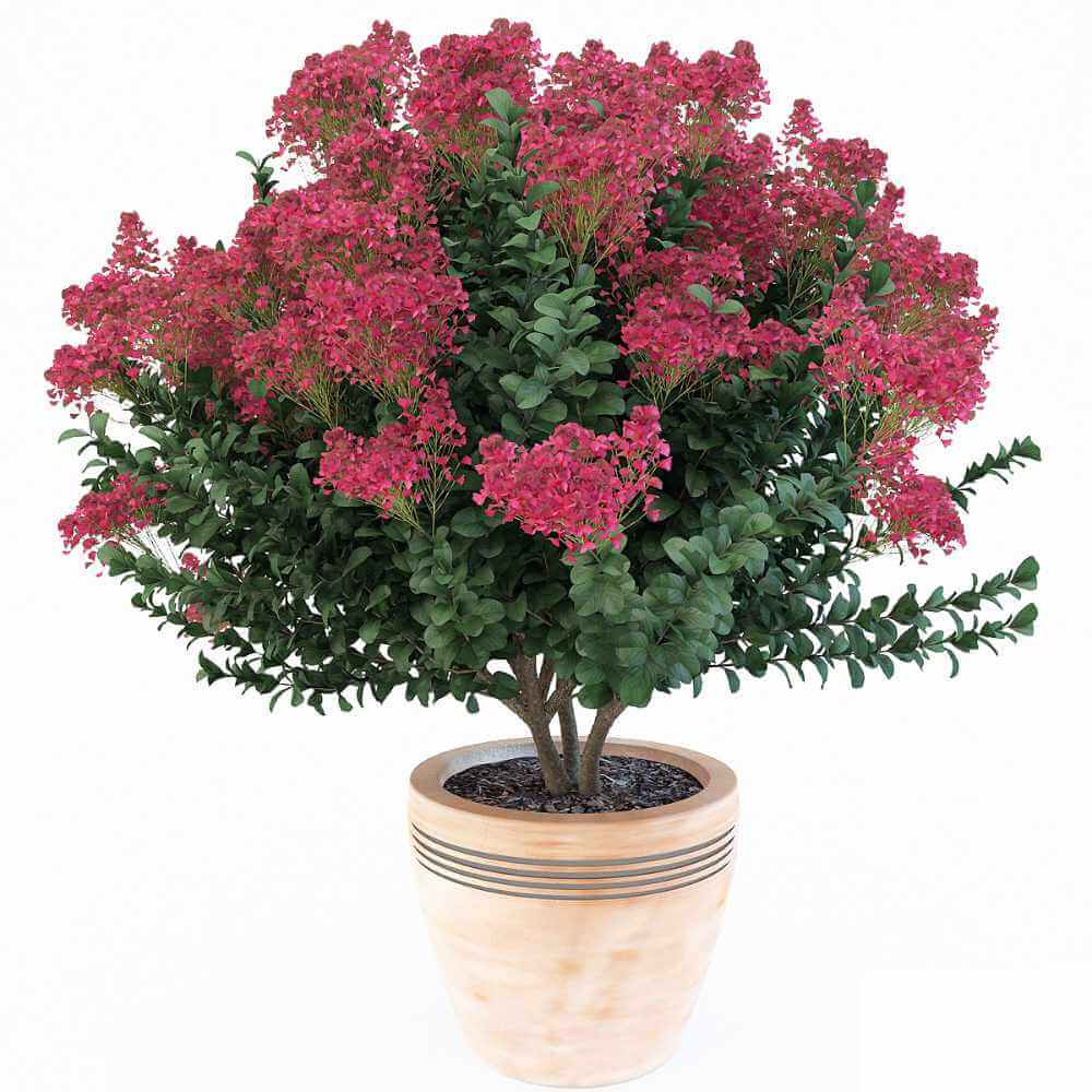 开满花的紫薇植物盆景 紫薇花盆景3D模型（FBX,MAX）