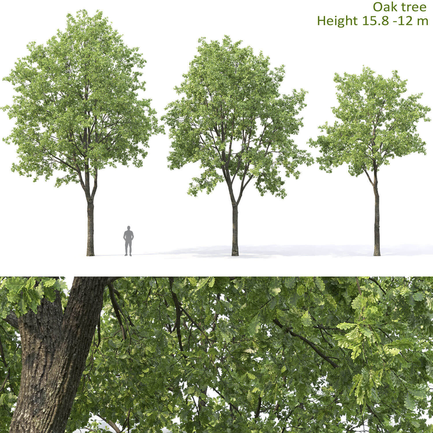 橡树3D模型（OBJ,MAX）