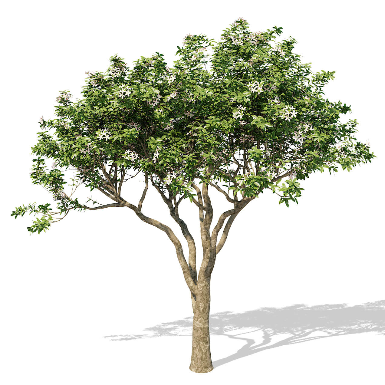 开花的玉兰树3D模型（FBX,MAX）
