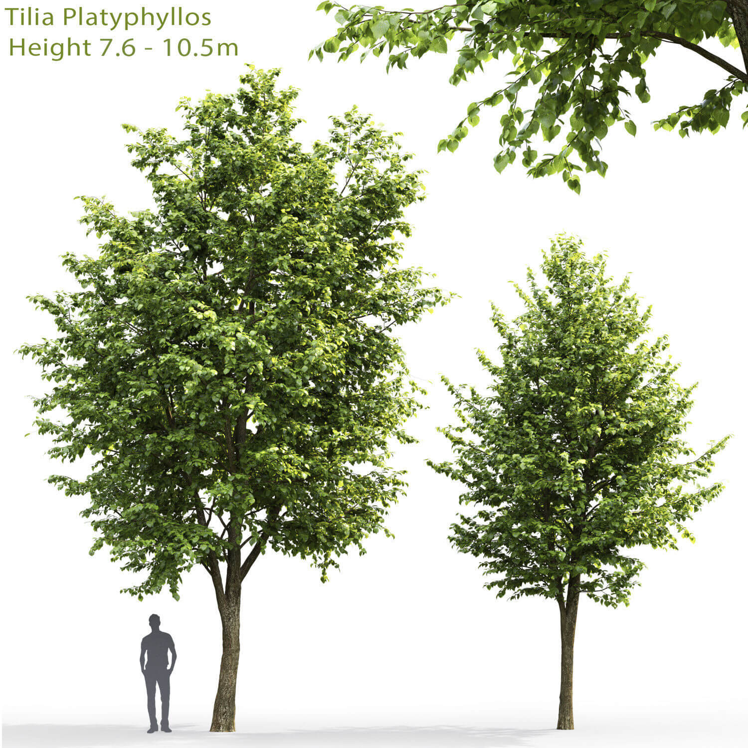 Tilia platyphyllos椴树3D模型（FBX,MAX）