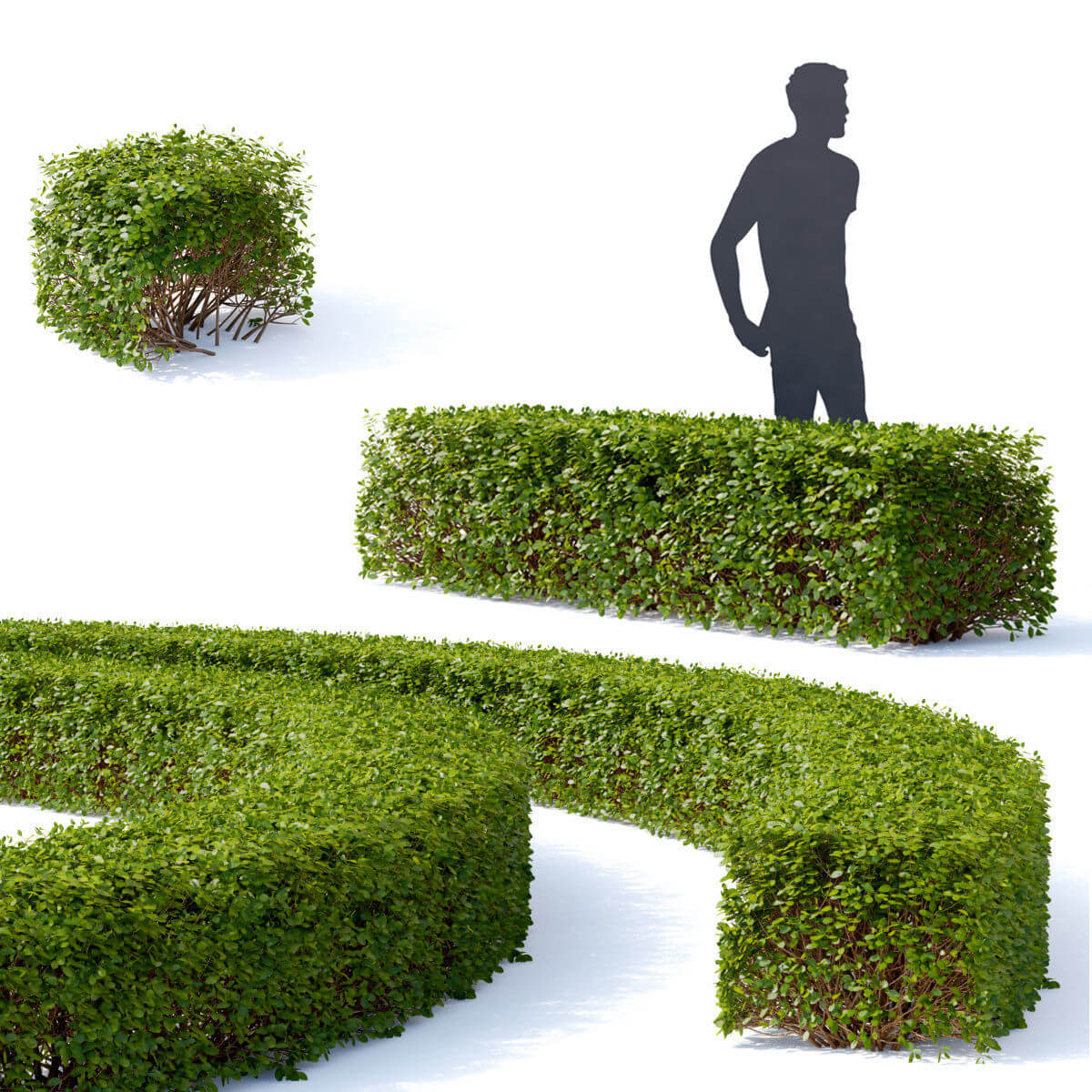 桦叶绣线菊植物树篱3D模型（FBX,MAX）