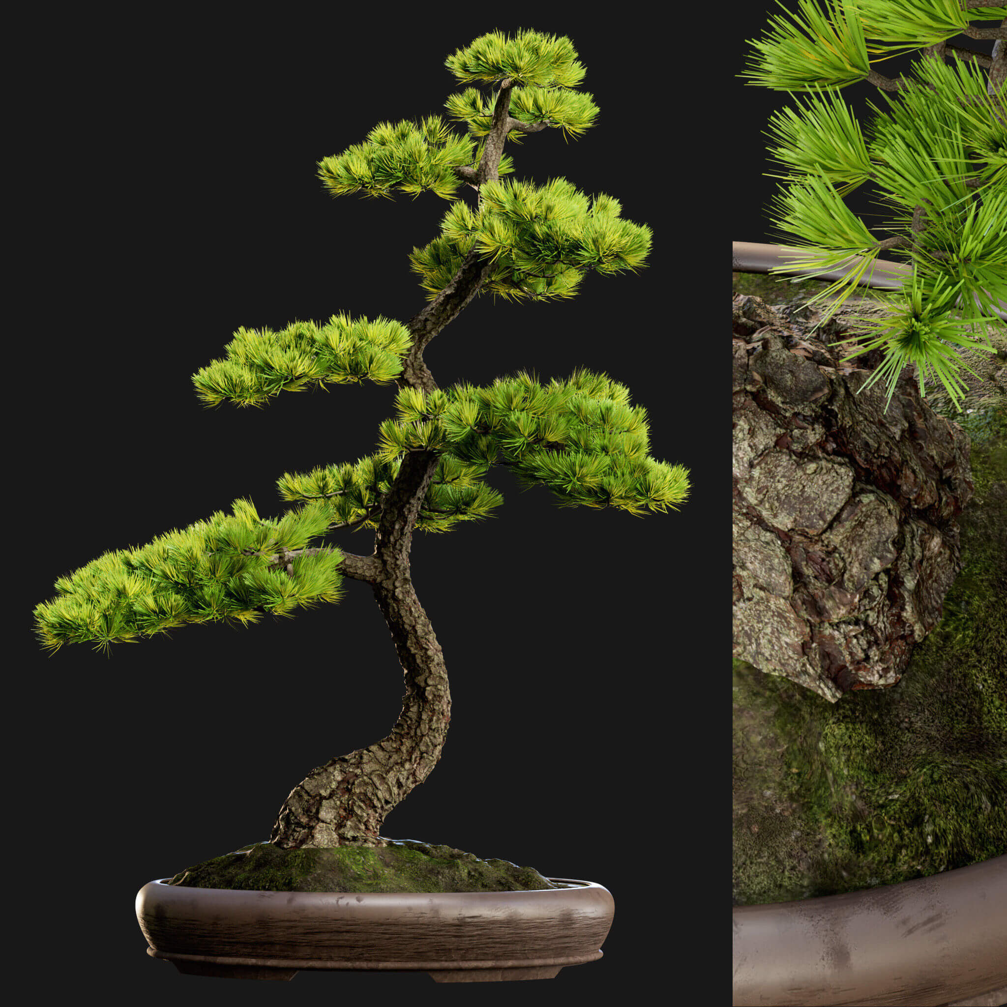 松树盆景3D模型（OBJ,FBX）