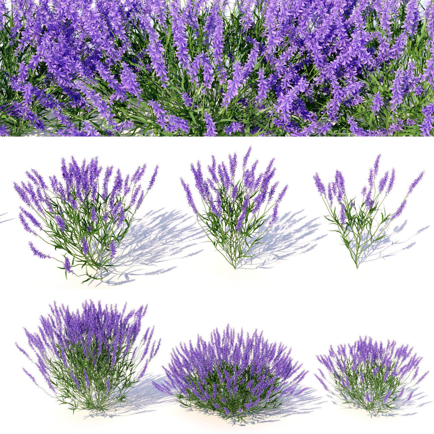 薰衣草花丛3D模型（FBX,MAX）